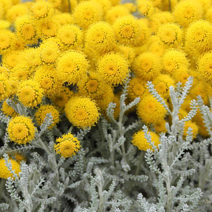 Lavender Cotton Seeds - Heirloom Herbal Plant for Home Gardens