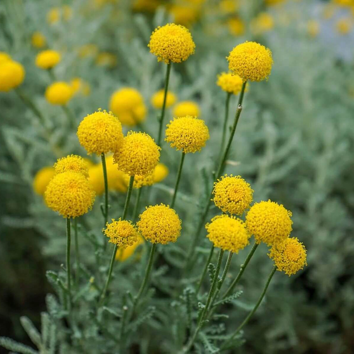 Lavender Cotton Seeds - Heirloom Herbal Plant for Home Gardens