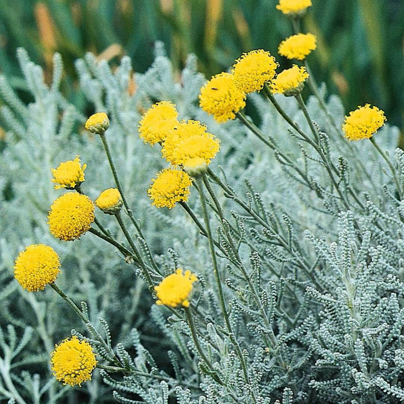 Lavender Cotton Seeds - Heirloom Herbal Plant for Home Gardens
