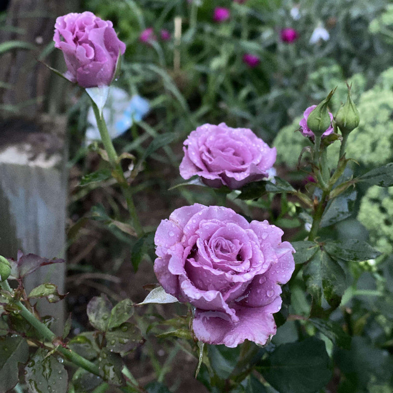 Lavender Crystal Miniature Rose Seeds - Heirloom Flower Plant for Home Gardens