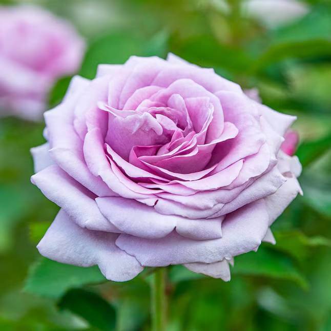 Lavender Crystal Miniature Rose Seeds - Heirloom Flower Plant for Home Gardens
