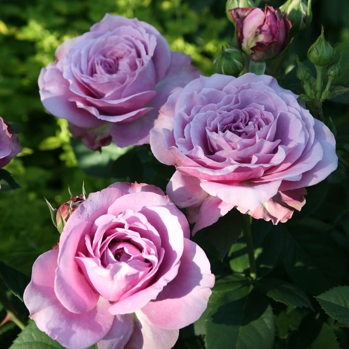 Lavender Crystal Miniature Rose Seeds - Heirloom Flower Plant for Home Gardens