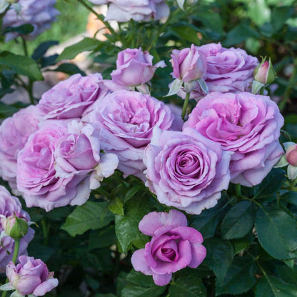 Lavender Crystal Miniature Rose Seeds - Heirloom Flower Plant for Home Gardens