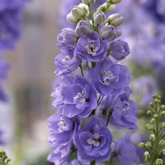Lavender Delphinium Seeds - Flower Plant for Home Gardens