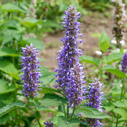 Lavender Hyssop Seeds 