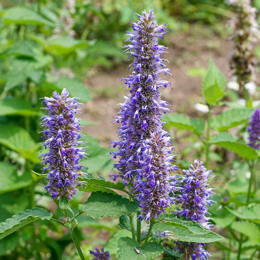 Lavender Hyssop Seeds 
