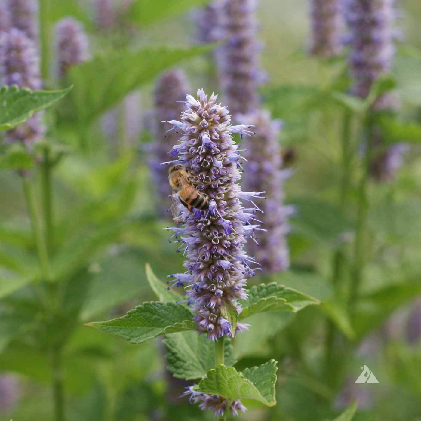 Lavender Hyssop Seeds 