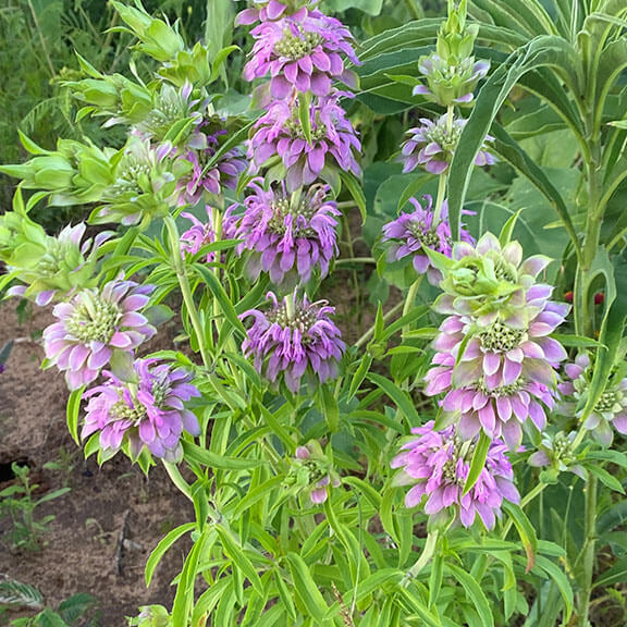 Lavender Lemon Mint Seeds - Flower Plant