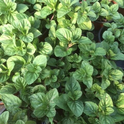 Lavender Lemon Mint Seeds - Flower Plant