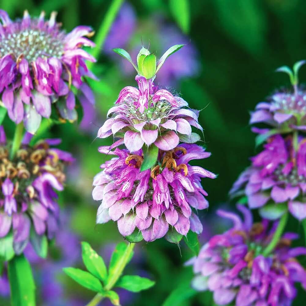 Lavender Lemon Mint Seeds - Flower Plant