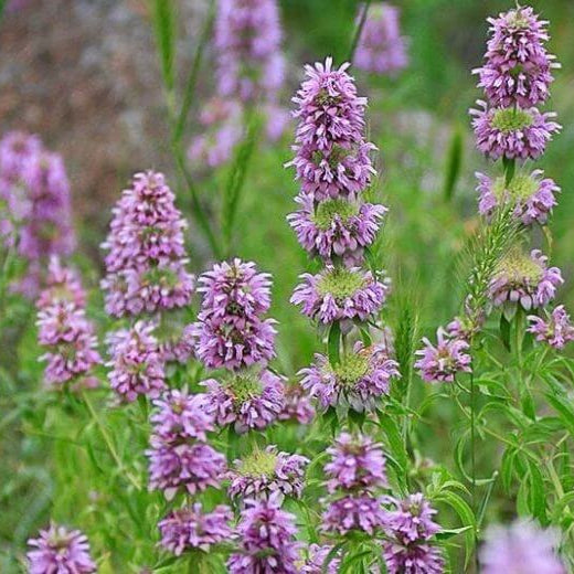 Lavender Lemon Mint Seeds - Flower Plant