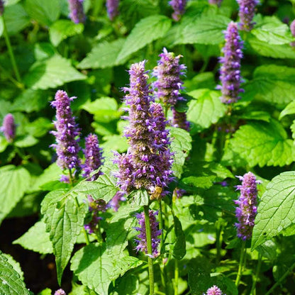 Lavender Mint Seeds - Herbal Plant