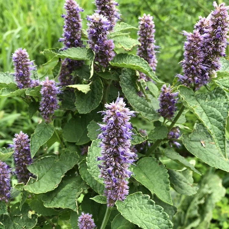 Lavender Mint Seeds - Herbal Plant