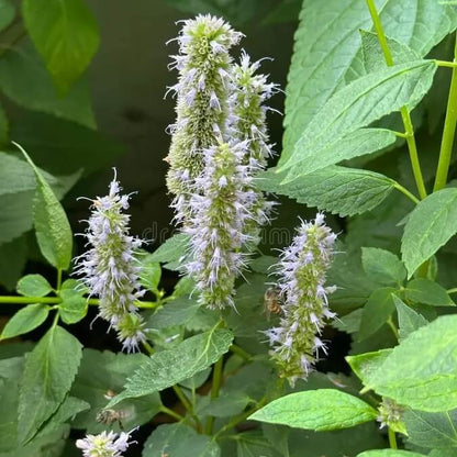 Lavender Mint Seeds - Herbal Plant