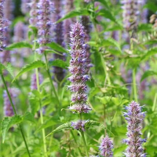 Lavender Mint Seeds - Herbal Plant