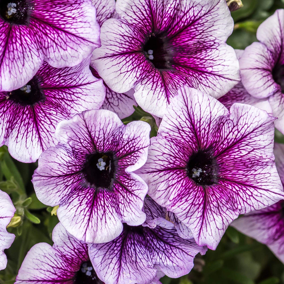 Lavender Petunia Seeds - Heirloom Flower Plant for Home Gardens