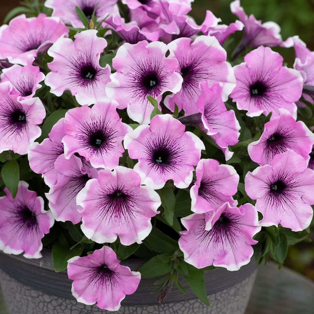 Lavender Petunia Seeds - Heirloom Flower Plant for Home Gardens