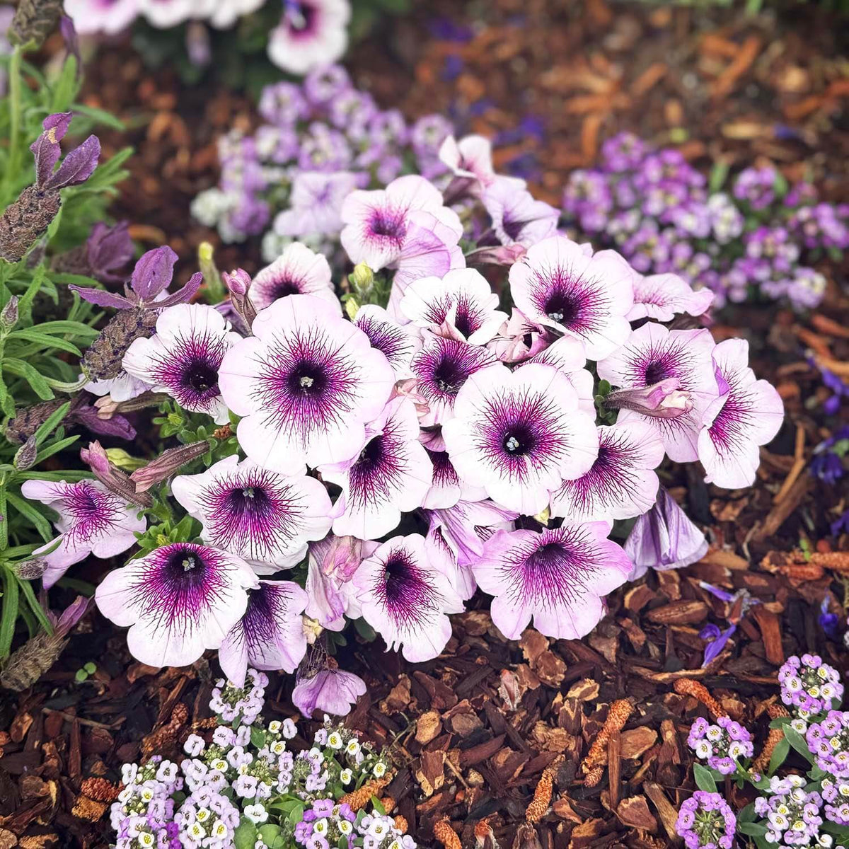 Lavender Petunia Seeds - Heirloom Flower Plant for Home Gardens