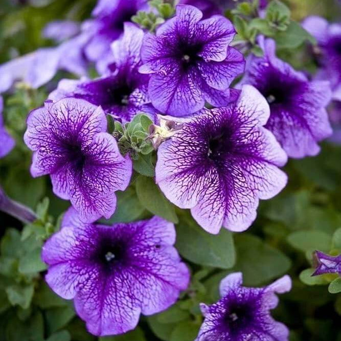 Lavender Petunia Seeds - Heirloom Flower Plant for Home Gardens