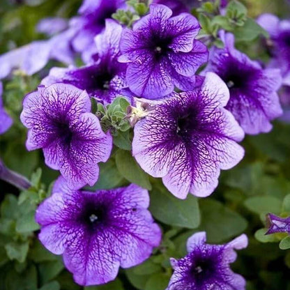 Lavender Petunia Seeds - Heirloom Flower Plant for Home Gardens