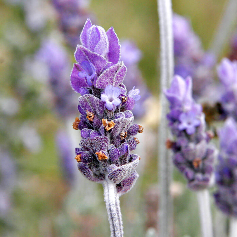 Lavender Seeds
