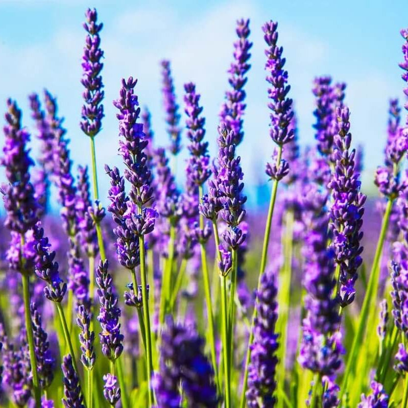 Lavender Seeds - Flower Plant