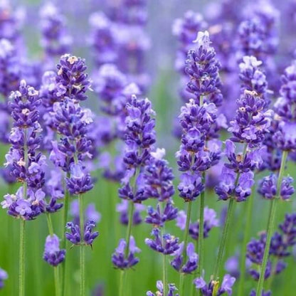 Lavender Seeds - Flower Plant