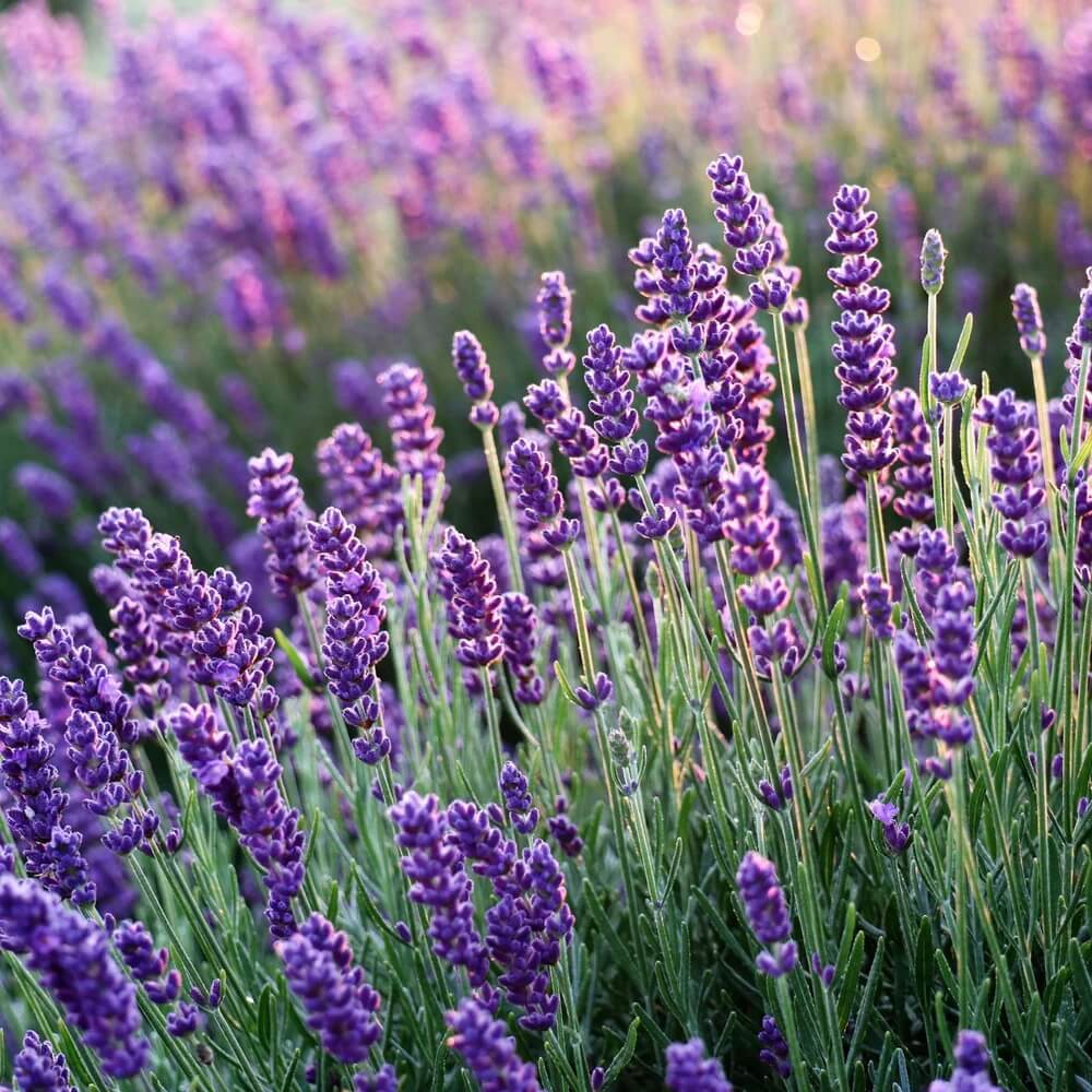 Lavender Seeds 