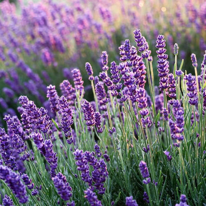 Lavender Seeds 