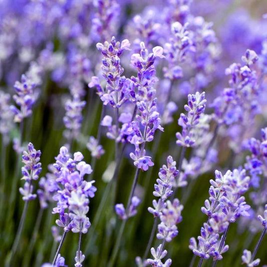 Lavender Seeds 
