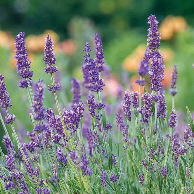 Lavender Seeds 