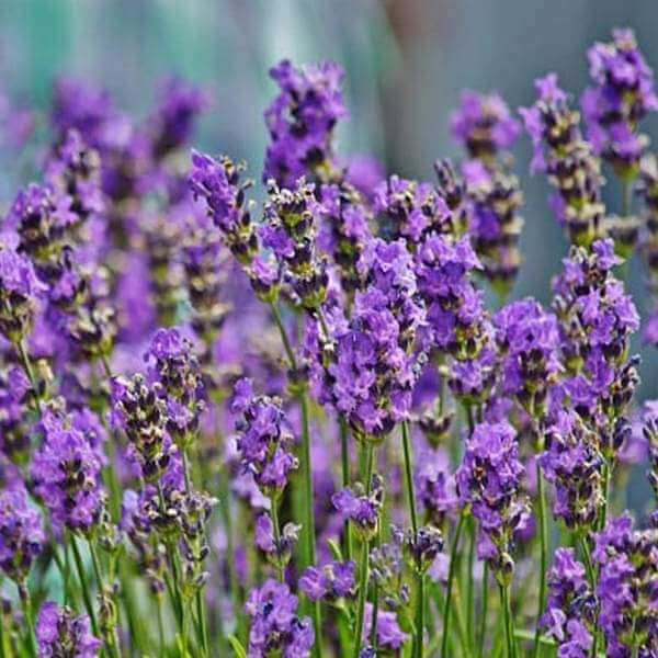 Lavender Seeds 