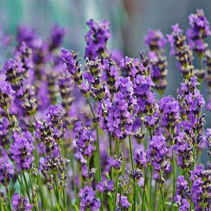 Lavender Seeds 