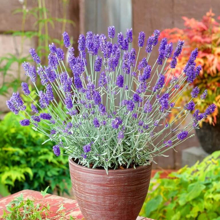 Lavender Seeds 