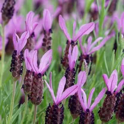 Lavender Stoechas Seeds - Heirloom Flower Plant for Home Gardens