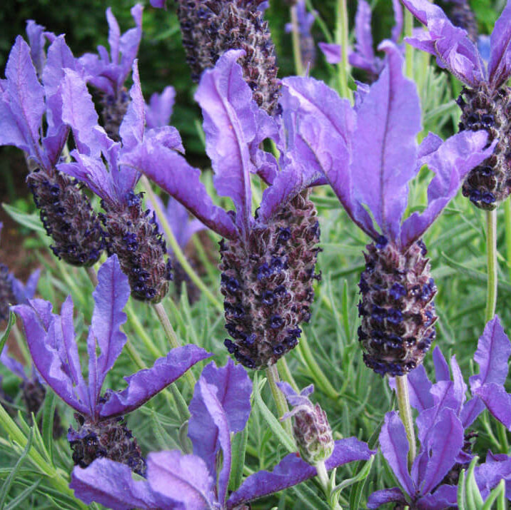 Lavender Stoechas Seeds - Heirloom Flower Plant for Home Gardens