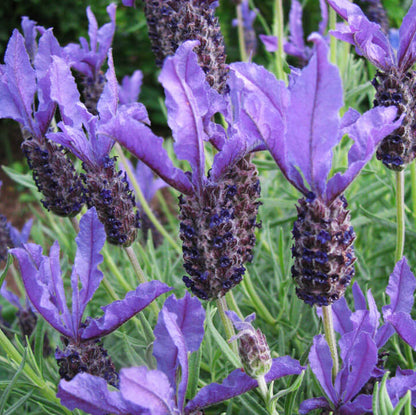 Lavender Stoechas Seeds - Heirloom Flower Plant for Home Gardens
