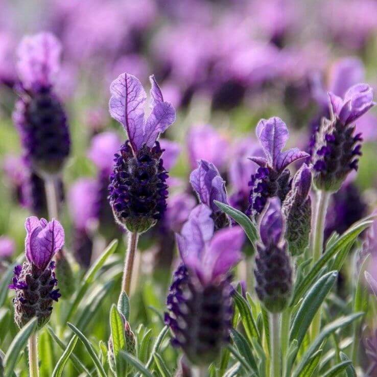 Lavender Stoechas Seeds - Heirloom Flower Plant for Home Gardens