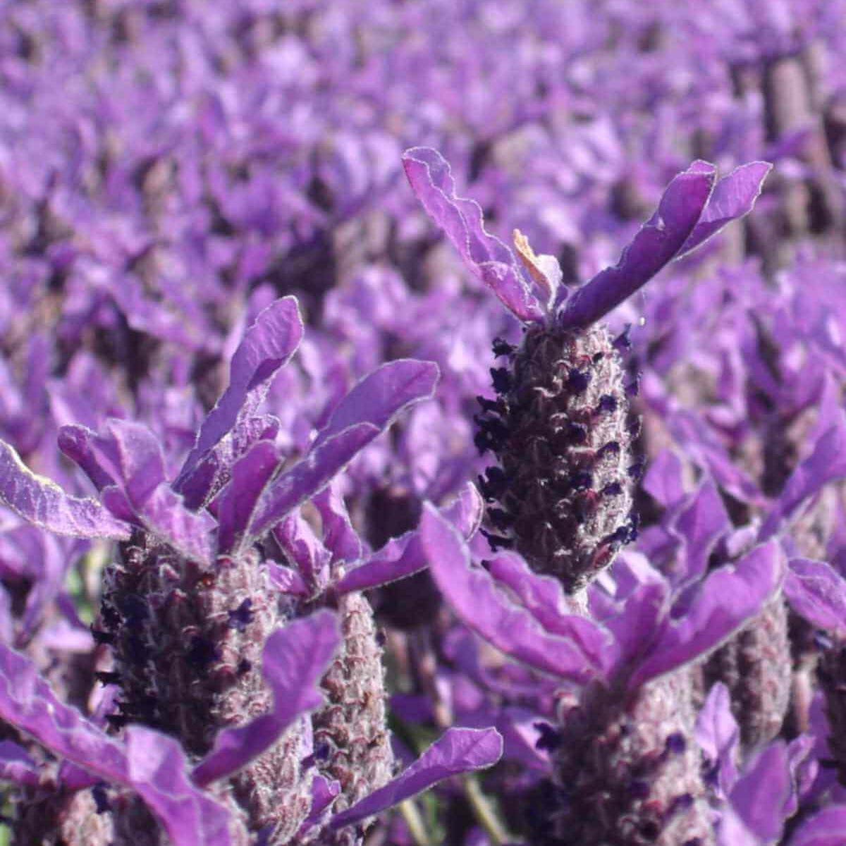 Lavender Stoechas Seeds - Heirloom Flower Plant for Home Gardens