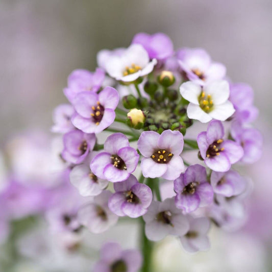 Lavender Sweet Alyssum Seeds - Flower Plant for Home Gardens