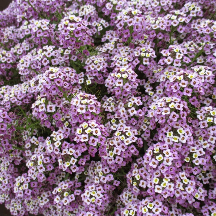 Lavender Sweet Alyssum Seeds - Flower Plant for Home Gardens