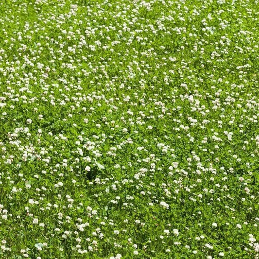 Lawn Clover Seeds