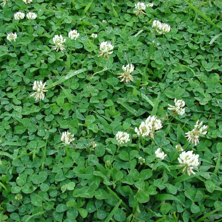 Lawn Clover Seeds