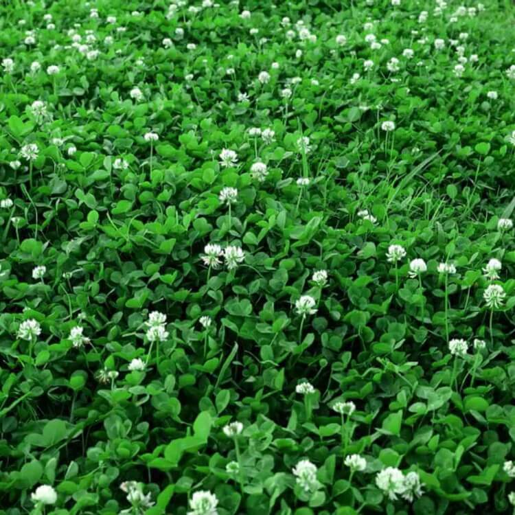 Lawn Clover Seeds