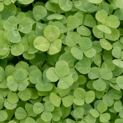 Lawn Clover Seeds