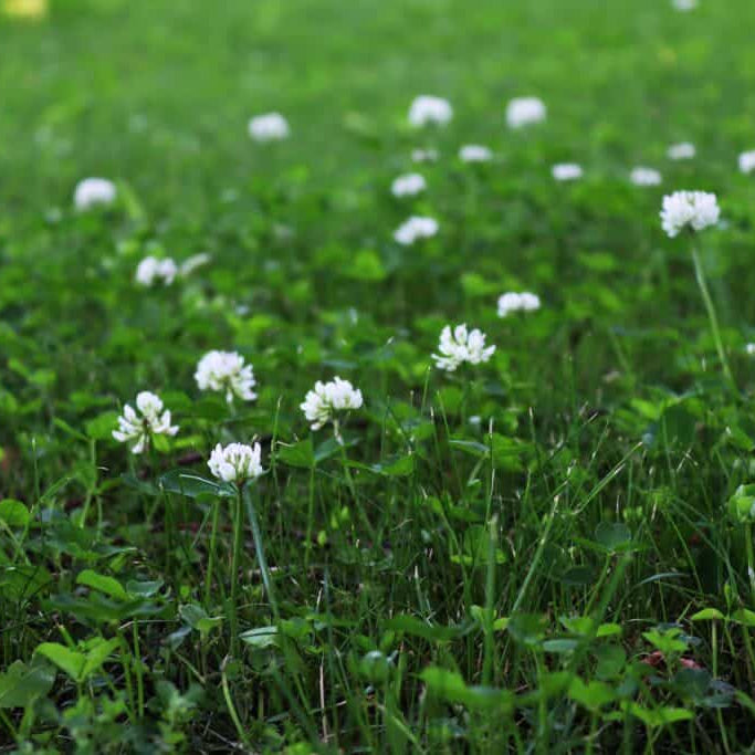 Lawn Clover Seeds - Herbal Plant