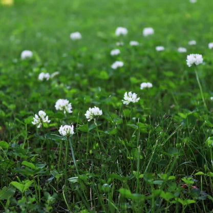 Lawn Clover Seeds - Herbal Plant