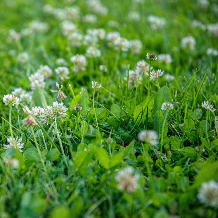 Lawn Clover Seeds - Herbal Plant