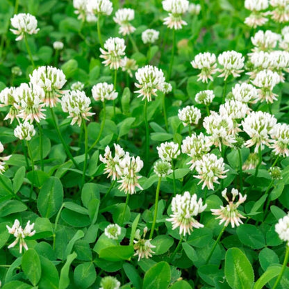 Lawn Clover Seeds - Herbal Plant