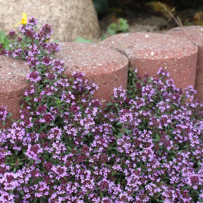 Lawn Thyme Seeds